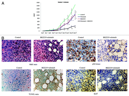 Figure 4. Effect of NVP-BEZ235 and nilotinib on Ba/F3 BCR-ABL random mutagenesis cells in xenograft model. (A) In vivo studies were performed as described in Materials and Methods. (B) Tumor cells treated with or without NVP-BEZ235 and nilotinib for 24 d were examined by immunohistochemical analysis as described in Materials and Methods. Original magnification: 400×. H&E, hematoxylin and eosin; TUNEL, TdT-mediated dUTP nick-end labeling. *P < 0.01, **P < 0.001 compared with control.
