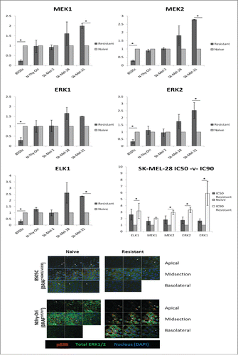 Figure 2. MEKi resistance induces differential gene expression of key members of the MAPK Pathway in BRAFV600E cancer. Cells treated with PD0325901 (resistant) or media-alone (naïve) were analyzed for gene expression. Fold change (RQ) expression in resistant samples was normalized to RQ of paired naïve samples and averaged across biological replicates. Statistical significance (*). Error bars: SEM. X-axis: Cell Line; Y-axis: Log2 (Avg RQ Resistant/RQ Naïve) Confocal analysis for tERK1/2 detects no change between Naïve and Resistant 8505C or NThy-Ori samples. pERK1/2 can be detected in all 3 layers of the cell in naïve samples whereas it is only detected in the apical and midsection in MEKi resistant 8505C samples. Conversely in NThy-Ori: pERK1/2 is only detected in the apical and midsection in naïve samples whereas pERK1/2 can be detected in all 3 layers in MEKi resistant samples. Red staining pERK1/2, green staining total ERK1/2, blue staining nuclear (DAPI).