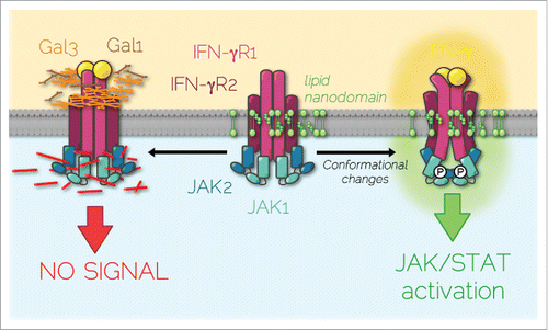 Figure 1. IFN-γR partitioned diffusion at the plasma membrane. At steady-state, IFN-γR is dynamically diffusing within plasma membrane sphingolipid/cholesterol nanodomains that are necessary for receptor subunits and associated JAK kinase conformational changes induced by IFN-γ binding. These molecular rearrangements lead to signal transduction. On the contrary, excess galectins (Gal1 & Gal3) binding on IFN-γR2 subunit caused by the gain of glycosylation mutation (T168N) or by increased extracellular galectin concentration, segregates IFN-γR complex in actin nanodomains, which prevents JAK/STAT signaling pathway activation.