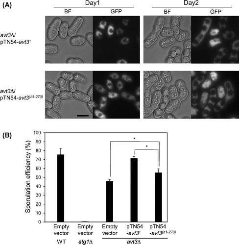 Fig. 4. Effect of deletion of the N-terminal region of Avt3p on spore formation of S. pombe.