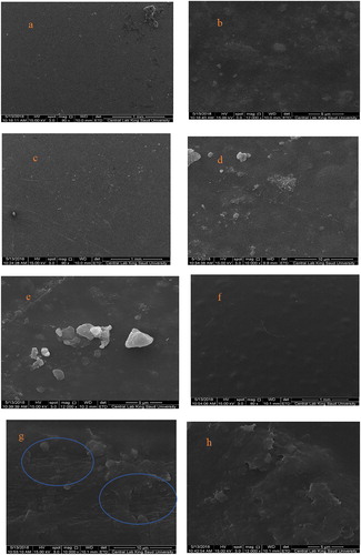 Figure 4. SEM images of the prepared nanocomposite films; (a and b) PVA/NaB, (c, d and e) PVA/SB1 and (f, g and h) PVA/SB2.