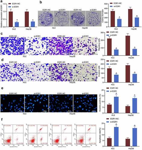 Figure 3. Artificial downregulation of EGR1 reduces viability of LC cells. a, EGR1 expression in HLE and Hep3B cells detected by RT-qPCR (two-way ANOVA, *p < 0.05); b, proliferation of HLE and Hep3B cells determined by colony formation assays (two-way ANOVA, *p < 0.05); c-d, migratory (c) and invasive (d) potentials of HLE and Hep3B cells determined by Transwell assays (two-way ANOVA, *p < 0.05); e, apoptosis of HLE and Hep3B cells evaluated by Hoechst 33,258 staining (two-way ANOVA, *p < 0.05); F, apoptosis rate in HLE and Hep3B cells evaluated by flow cytometry (two-way ANOVA, *p < 0.05)