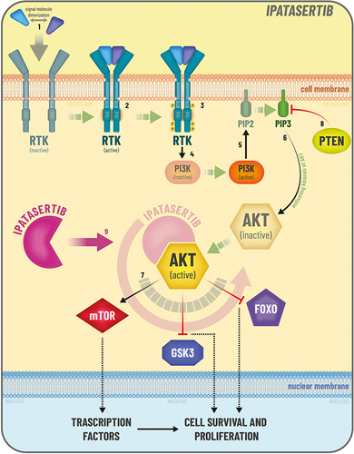 Figure 3 Ipatasertib mechanism of action. PI3K /AKT signaling pathway. Several types of cancers are characterized by dysregulation of the PI3K (phosphatidylinositol 3-kinase)/AKT (or PKB, protein kinase B) signaling pathway, which is involved in the regulation of multiple cellular processes, including metabolism, cell-cycle control, survival, proliferation, motility and differentiation. The PI3K/AKT pathway starts from stimulation of Receptor Tyrosine Kinase (RTK). When signaling molecules bind to the RTK extracellular ligand binding domain (1), two RTK monomers get close and form a cross-linked dimer (2). Cross-linking activates the intracellular tyrosine kinase domains (TKDs) and each RTK monomer phosphorylates multiple tyrosines on the other RTK monomer (3). These phosphotyrosine residues serve as recruitment sites for several downstream signaling proteins, which lead to PI3K phosphorylation and activation (4). PI3K mediates the conversion of PIP2 into PIP3 (5), which, together with activating kinases, leads to the phosphorylation and activation (6) of AKT. AKT is the central node of the pathway and its downstream signaling controls many key cellular activities (7). The PI3K/AKT pathway is tightly regulated by the tumor suppressor PTEN (8), through its ability to dephosphorylate and inhibit PIP3. In many cancers are present alterations in the genes that encode key proteins of the pathway (including PTEN, PI3K and AKT), leading to hyperactivation of AKT signaling. This hyperactivation promotes uncontrolled cell growth. Ipatasertib can inhibit AKT by binding to the ATP-binding pocket (9), leading to inhibition of downstream signaling. Thus, ipatasertib reduces cell growth and proliferation.