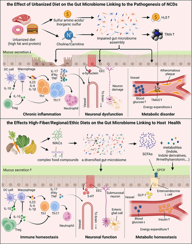 Figure 3. Impact of diets on the gut microbiome underlying the pathogenesis of NCDs.