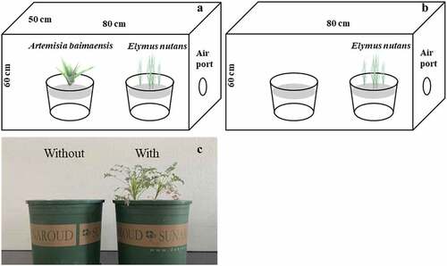 Figure 1. Growth of E. nutans with A. baimaensis (a) and without A. baimaensis (b), and transplanted A. baimaensis (c).
