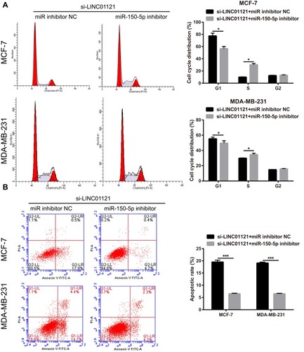 Figure 7 miR-150-5p knockdown significantly attenuated the effects of LINC01121 silencing on cell cycle progression and apoptosis in breast cancer cells. (A and B) The effect of miR-150-5p knockdown on cell cycle progression and apoptosis in MCF-7 and MDA-MB-231 cells was assessed by flow cytometry after co-transfected miR-150-5p inhibitor and si-LINC01121 or co-transfected with an NC inhibitor and si-LINC01121 at 48 h (*P<0.05, ***p < 0.001).