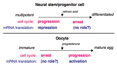 Figure 1 Musashi regulates cell cycle progression through distinct translational control mechanisms in oocytes and in stem/progenitor cells. Musashi promotes cell cycle progression in mammalian stem cells by repression of mRNA translation (top). Similarly, Musashi promotes cell cycle progression in Xenopus oocytes, although by activation rather than repression of mRNA translation (bottom). It is unclear whether Musashi plays a role in during arrest of cell cycle progression in either differentiating stem cells or in immature oocytes.