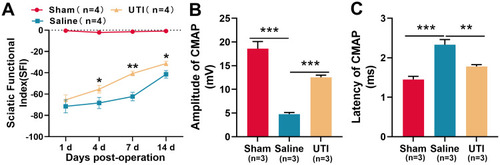 Figure 1 UTI accelerated function recovery of nerves after sciatic nerve injury. (A) SFI method was used to evaluate the function recovery after sciatic nerve injury, n = 4/group. (B and C) UTI treatment significantly affected the amplitude (B) and latency (C) of CMAP, n = 3/group. *P < 0.05, **P < 0.01, and ***P < 0.001.