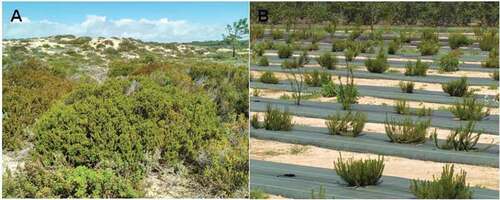 Figure 1. Comparison between wild plants of Praia do Meco (a) and plants from small fruits experimental farm, in Fataca (b).