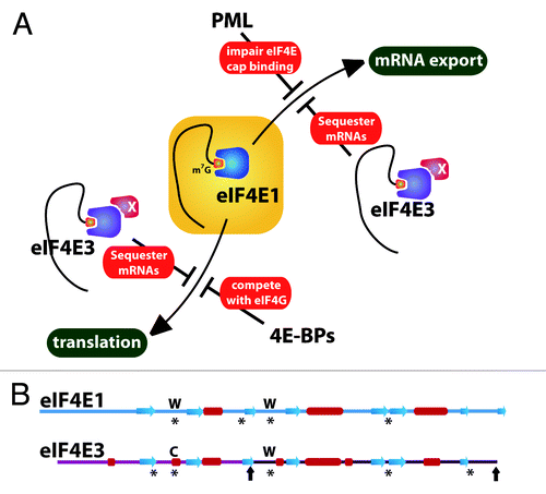 Figure 1. Schemes depicting the regulation of eIF4E1 activity (A) and the sequence features of eIF4E1 and eIF4E3 (B). (A) Model showing eIF4E3 competition of both nuclear and cytoplasmic functions of eIF4E1. For simplicity, only two regulatory proteins are shown (PML and 4E-BPs). The protein X on eIF4E3 represents a possible co-factor(s), which could increase its affinity for the cap in cells. The red circle denotes the cap on the 5′ end of the mRNA. In (B), asterisks highlight the regions involved in cap recognition, including the important Trp residues (W) in eIF4E1 and their corresponding residues in eIF4E3 (see main text). Black arrows on eIF4E3 show the N- and C-terminal ends for the second variant of eIF4E3. Secondary structure elements are shown by red cylinders and blue arrows for α-helices and β-strands, respectively. Note that there is ~25% identity between eIF4E1 and eIF4E3Citation5 and 100% identity between the second variant of eIF4E3 and the corresponding region of eIF4E3 variant 1.