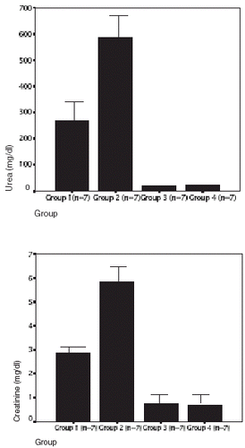 Figure 2. Serum urea (top panel) and serum creatinine (bottom panel) values in four groups. In groups 1 and 2 the glycerol injection induced severe acute renal failure (ARF) serum urea in groups 1 and 2 were higher than in groups control: 3 and 4 (p<0.0001), and urea were higher in group 2 than in group 1 (p<0,001). Serum creatinine in groups 1 and 2 were higher than in groups control: 3 and 4 (p<0.0001), and creatinine were higher in group 2 than in group 1 (p<0.001).