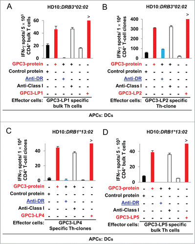 Figure 3. Natural processing and presentation of GPC3-LPs by DCs loaded with the recombinant human GPC3 protein. (A) An HLA-DR52b (HLA-DRB3*02:02)-restricted and GPC3-LP1-specific Th clone that was derived from healthy donor HD10 recognized autologous DCs loaded with the recombinant human GPC3 protein. Representative data from two independent experiments that were performed in duplicate (yielded similar results) are shown. (B) An HLA-DR52b-restricted GPC3-LP2-specific Th clone that was derived from HD10 recognized autologous DCs loaded with the recombinant human GPC3 protein. (C) An HLA-DR13-restricted and GPC3-LP4-specific Th clone that was derived from HD10 recognized autologous DCs loaded with the recombinant human GPC3 protein. Representative data from three independent experiments that were performed in duplicate (all yielded similar results) are shown. (D) An HLA-DR13-restricted and GPC3-LP5-specific Th cell clone that was derived from healthy donor HD10 recognized autologous DCs loaded with the recombinant human GPC3 protein.