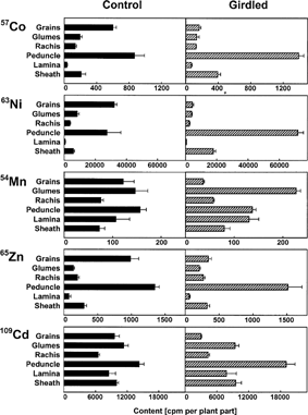 Figure 3. Distribution of various heavy metals in field-grown wheat shoots detached below the flag leaf node. The shoots standing in a solution containing 2 mM SrCl2, 2 mM RbCl and 57Co, 63Ni, 54Mn, 65Zn or 109Cd were incubated for 4 d in a culture room. The phloem of some shoots was interrupted directly below the ear by steam-girdling immediately before the incubation. Means and standard errors of 4 plants are shown.