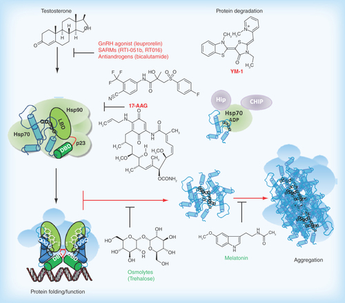 Figure 2.  Pathophysiological action of the AR protein and potential sites for therapeutic intervention in spinal-bulbar muscular atrophy.Left Panel: in the absence of hormone the AR is located in the cytoplasm in a multiprotein complex) including molecular chaperones (hsp90, hsp70; green shapes). Upon binding hormone, the receptor translocates to the nucleus and binds as a dimer to specific DNA sequences and interacts with co-regulatory proteins and the transcription machinery (blue shapes). Right Panel; The AR-NTD is structurally flexible and the expanded AR poly-Q tract allows transition into a distinct conformation that may cause toxicity as a monomer or it may self-associate to form toxic oligomers, which could assemble into larger aggregates leading to intracellular inclusions. Formation of aggregates may also involve proteolysis and the generation of poly-Q containing N- terminal domain polypeptides. The principal toxic effects of the aberrantly folded protein may include alterations in transcription (through sequestering of co-regulatory proteins; blue shapes), metabolism or impairment of the proteasome or stress response pathways. Allosteric activators of Hsp70, including Hip and the small molecule YM-1 together with chaperone-dependent ubiquitin ligases, such as CHIP (green and purple shapes), increase substrate binding affinity, facilitate client protein ubiquitination and promote poly-Q AR clearance by the proteasome. Hormone binding and nuclear translocation can be prevented using GnRH agonists or possibly antiandrogens, while inhibiting Hsp90 (17-AAG) can block hormone binding and lead to degradation of the AR protein. Chemical chaperones, known as osmolytes may allow misfolded AR back into a native conformation, and thereby restore proper folding and functions of the receptor, while melatonin has been shown to reverse aggregate formation of the mutant receptor. See text for details and relevant references.