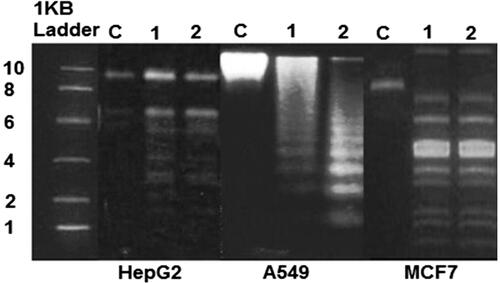 Figure 4. Analysis of DNA isolated from HepG2, A549 and MCF cells incubated with IC30 and IC50 concentration of CS/PLA-PIC NPs for 24 h; cells without treatment (lane C), HepG2 cells treated with 20 µg/ml (lane 1), and 40 µg/ml (lane2), A549 cells treated with 40 µg/ml (lane 1), and 60 µg/ml (lane 2) and MCF7 cells treated with 40 µg/ml(lane 1), and 60 µg/ml(lane 2).