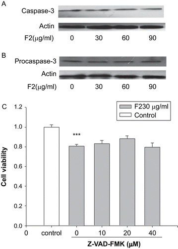 Figure 4.  F2-induced non-apoptotic cell death in U-87 cells. (A) Effect of F2 on caspase-3 activation. Cells were preincubated with 30, 60, and 90 μg/mL F2 for 12 h. The cell lysates were examined for caspase-3 activation by Western blotting. Actin proteins were examined as a loading control to demonstrate the levels of protein loading. (B) Effect of F2 on procaspase-3 expression in U-87 cells. Cells were preincubated with 30, 60, and 90 μg/mL F2 for 12 h. The cell lysates were examined for procaspase-3 expression by Western blotting. Actin proteins were examined as a loading control to demonstrate the levels of protein loading. (C) Effect of Z-VAD-FMK (Z-VAD) on F2-induced U-87 cell death. Cells were exposed to F2 (30 μg/mL) for 24 h with or without Z-VAD and analyzed by MTT assay. Data herein are represented as mean ± SE of three separate experiments. ***p < 0.001 compared to control group, Dunnett’s test.