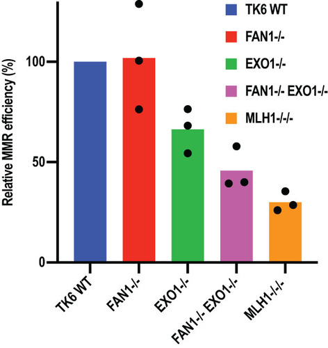 FIG 3 FAN1 contributes to MMR efficiency in vivo. The indicated TK6 cell lines were cotransfected with an EGFP control plasmid and an equal amount of a reporter plasmid containing a T/G mismatch in the mCherry gene, as well as a nick in the T-strand. MMR efficiency was estimated from the ratio of the EGFP (green) and the mCherry (red) signal generated by correction of the T/G mismatch to C/G, which converts a TAG stop codon in the mCherry ORF to a TGG Trp codon. The MMR efficiency of the mutants is shown relative to WT cells, which were arbitrarily set to 100%. The results of three independent experiments are shown.