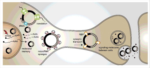 Figure 2. Possible functions of circRNAs in the brain. (1) CircRNAs may be transcribed upon stressful insults and serve as “memory” molecules, as they are extremely stable. (2) CircRNAs can serve as templates for translation into proteins, in the cytoplasm or in synapses. (3) CircRNAs can act as miRNA sponges. (4) Active transport to the synapse or dendrites may utilize circRNAs as transport-hubs for RNA-binding proteins. (5) CircRNAs may encode information that can be stored or even passed on between cells.