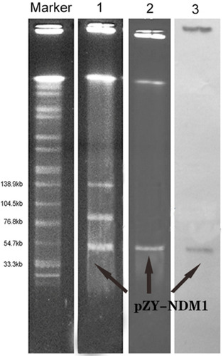 Figure 1 S1-PFGE pattern for strain ZT01-0079 and Southern blot analysis of blaNDM-1 genes. Lane marker, Salmonella serotype Braenderup strain H9812 as a reference size standard; Lane 1, PFGE result of S1-digested plasmid DNA of strain ZT01-0079; Lane 2, PFGE patterns for S1-digested plasmid DNA of the transconjugants J53.; Lane 3, Southern blotting of strain ZT01-0079 with the probes specific to the blaNDM-1 gene. The black arrows indicate the plasmid pZY-NDM1.