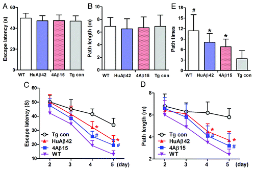 Figure 4. 4Aβ15 improves memory deficits in AD transgenic mice. A Morris water maze test consists of 1 d of visible platform tests and 4 d of hidden platform tests, plus a probe trial 24 h after the last hidden platform test. Animal movement was tracked and recorded. The 8.5-month APP/PS1 group mice and the same age wildtype group mice (WT) were tested. (A) During the first day of visible platform tests, both the 4Aβ1-15-treated, control APP/PS1 mice (Tg con) and WT mice exhibited a similar latency to escape onto the visible platform (n = 9, p > 0.05 by Student’s t-test). (B) Four group of treated and control mice had similar swimming distances before escaping onto the visible platform in the visible platform test (n = 9, p > 0.05 by Student’s t-test). (C) In hidden platform tests, mice were trained with 6 trials per day for 4 d. 4Aβ1-15-treated APP/PS1 mice showed a shorter latency to escape onto the hidden platform on the third and fourth day (n = 9, *#p < 0.01 by ANOVA). (D) The 4Aβ1-15-treated APP/PS1 mice had a shorter swimming length before escaping onto the hidden platform on the third and fourth day (n = 9, *#p < 0.01 by ANOVA). (E) In the probe trial on the sixth day, the 4Aβ15-treated mice traveled into the third quadrant, where the hidden platform was previously placed, significantly more times than controls (n = 9, *p < 0.01 by Student’s t-test).