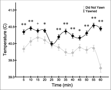 Figure 6. Birds that yawned at least once showed consistently higher facial recordings (mean ± s.e.m.) across the testing period (+p < 0.1; *p < 0.05; **p < 0.01).