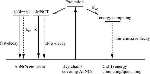 Scheme 2. A possible sensing/energy competing mechanism of Hcy-AuNCs towards Cu(II).