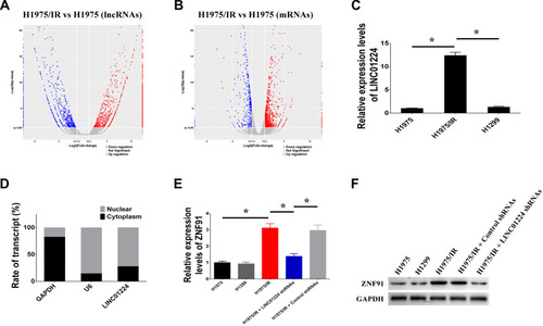 Figure 1 Expressions of LINC01224 and ZNF91 were up-regulated in radioresistant NSCLC cells. (A and B) The volcano diagram about differentially expresses lncRNAs and mRNAs between irradiation-resistant H1975/IR cells and irradiation-sensitive H1975 cells. (C) Up-regulation of LINC01224 expression in RNA-Seq experiment was validated by qRT-PCR. (D) The subcellular location of LINC01224, GAPDH and U6 served as cytoplasm and nucleus control respectively. (E and F) LINC01224 regulates the mRNA and protein expressions of ZNF91 was validated by qRT-PCR and Western blotting. (n=3, *P < 0.05).