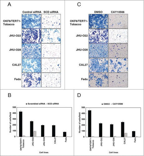 Figure 6. Inhibition of SCD reduces the invasive property of cells exposed to chewing tobacco. (A) OKF6/TERT1-Tobacco and HNSCC cells were transfected with SCD specific siRNA and control siRNA. Silencing of SCD led to a decrease in the invasive property of the cells. (B) A graphical representation of the same. (C) Treatment of OKF6/TERT1-Tobacco and HNSCC cells with SCD inhibitor, CAY10566 (10 µM) for 48h resulted in a decrease in the invasive ability of the cells. (D) A graphical representation of the same.