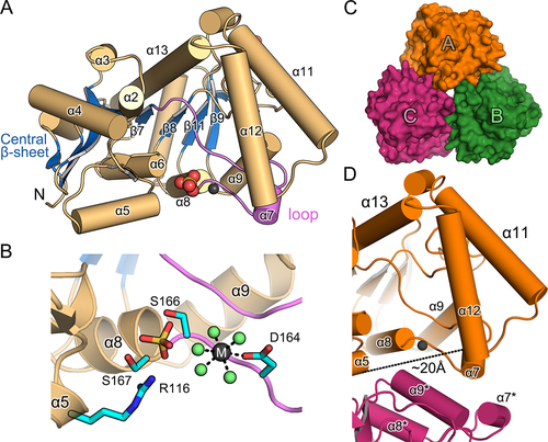 Figure 2. Structural features of the AtPUMY holoenzyme.
