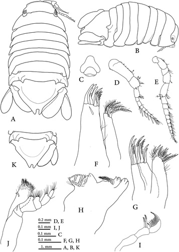 Figure 2. Dynoides canadensis sp. nov., holotype (CMNC 1985-0667.1); A, dorsal view; B, lateral view; C, epistome; D, antennula; E, antenna; F, maxillula; G, maxilla; H, left mandible; I, palp of mandible; J, maxilliped; K, ovigerous female (CMNC 1985-0667.2).
