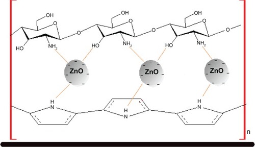 Figure 1 Schematic illustration of the synthesized polypyrrole/zinc oxide (ZnO)/chitosan bionanocomposite film at the surface of the electrode.