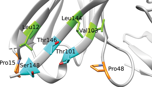 Figure 4. Close-up of the exposed region in the former (heavy) V/C domain interface with sidechains of mutated residues indicated using AHo numbering. The corresponding Chothia/Kabat/IMGT numbering are: Leu11/11/12, Pro14/14/15, Pro41/41/47, Thr87/87/99, Val89/89/101, Leu108/108/123, Thr110/110/125, and Ser112/112/127. Figure 2