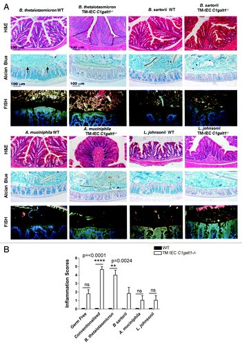 Figure 3. Intestinal symbiont Bacteroides thetaiotaomicron is capable of inducing colitis in the absence of core 1 O-glycans. (A) Assessment of epithelial hyperplasia in WT and TM-IEC C1galt1−/− monocolonized mice showed differences in the appearance of the tissue between the genotypes (monoassociated WT vs monoassociated TM-IEC C1galt1−/−) caused by increases in volume as a consequence of increases in the number of epithelial cells. AB staining revealed an impaired mucus production by the goblet cells (“empty” crypts, lack of blue stain observed in the TM IEC C1galt1−/− mice). FISH analysis revealed robust colonization by Bacteroides spp. in both WT and TM-IEC C1galt1−/− mice, and moderate or weak colonization by the other bacteria tested. (B) The TM-IEC C1galt1−/− conventionalized mice (with a complete microbiota) presented the highest degree of hyperplasia among all bacterial treatments. Monoassociation with B. thetaiotaomicron caused the highest degree of hyperplasia among the monoassociation experiments. Bars represent fold change over WT; error bars represent standard deviations. P values were estimated for changes between genotypes (WT vs. TM-IEC C1galt1−/−).