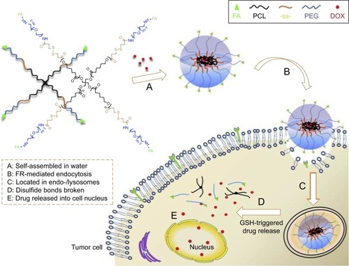 Figure 4 Schematic illustration of DOX-loaded star-shaped micelles based on FA-functionalized and redox-responsive star copolymer (star-PCL-ss-PEG-FA) for FR-mediated endocytosis and GSH-triggered intracellular drug release.Notes: Reprinted from Shi C, Guo X, Qu Q, Tang Z, Wang Y, Zhou S. Actively targeted delivery of anticancer drug to tumor cells by redox-responsive star-shaped micelles. Biomaterials. 2014;35(30):8711–8722.Citation47 With permission from Elsevier. Copyright 2014 Elsevier.Abbreviations: DOX, doxorubicin; FA, folate; PCL, poly(ε-caprolactone); FR, folate receptor; GSH, glutathione; PEG, poly(ethylene glycol).