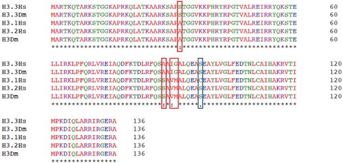 Figure 1. Histone H3 and H3.3 are conserved in humans and flies