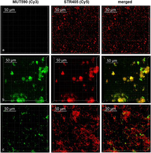 Figure 3.  The composition of biofilm formed on HA discs after 48 h of incubation as monitored by FISH. Representative CLSM images of the biofilm formed by S. salivarius M18 (a) and S. mutans ATCC 25175 (b) monocultures, as well as S. mutans and S. salivarius M18 mixture after co-cultivation (c). Biofilms were labeled with MUT590 (green) and STR405 (red) probes.