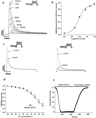 Figure 3. The characteristics of JZTX-V to wild-type Kv4.3 expressed in HEK293T cells. (a)The inhibition effect of JZTX-V on Kv4.3 current. With the increase of JZTX-V concentration, Kv4.3 current gradually decreased. (b) The dose–inhibition curve. It was fitted by the Hill logistic equation: Inhibition% = (A1-A2)/ [1 +(x/x0) p] +A2, in which A1, A2, x, x0 and p was the initial value of inhibition, final value of inhibition, JZTX-V concentration, IC50 and power, respectively. The IC50 is 9.6 ± 1.2 nM. (c) The effect of 100 nM JZTX-V on Kv4.3 current recorded at +10 nM and +50 nM, respectively. The inhibition percentage of 100 nM JZTX-V on wild-type Kv4.3 current at +10 mV (94%) is higher than at +50 mV (57%). (d) The Voltage–inhibition curve. At each potential, the peak amplitude of current in the presence of JZTX-V was normalized to that in the absence of JZTX-V. The inhibition of Kv4.3 current by JZTX-V was voltage dependent (*P < 0.05 or ** P < 0.01 Vs −30 mV). (e) Time course of inhibition of Kv4.3 with 100 nM JZTX-V and recovery from inhibition. The two bars indicate the duration of 100 nM JZTX-V application and washout, respectively. The pulse protocol started from a holding potential of −80 mV followed by a pulse to 10 mV for 150 ms with a 1 s interpulse interval. The data represent the normalized reciprocal current amplitude measured from the maximum of the pulse. The on and off rates were fit with the functions ƒon (t) = C× exp(-t/τon) and ƒoff (t) = C×[(1-exp(-t/τoff)]4, respectively. All data were presented as means ±SD, and came from 4 ~ 6 independent cell experiments.