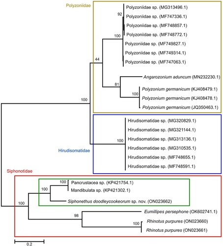 Figure 20. Maximum likelihood tree of Polyzoniida based on the COI sequence after 1000 bootstrap replicates analyzed with the Hasegawa Kinshino Yano Model. Numbers on branches indicate bootstrap support. Codon positions included were 1st+2nd+3rd. All positions with less than 5% site coverage were eliminated. The tree is drawn to scale, with branch length indicating genetic distance. Specimens from New Zealand in green box.