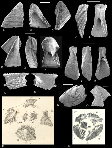 Figure 19. A–C, F–H, Youngiverruca ruegenensis Gale, Citation2014b. A–C, paratype fixed scutum, in A, external, B, internal and C, oblique views, original of Gale (Citation2014b, fig. 20J–L: NHMUK I. 6222), original of Withers (Citation1923, pl. 2, figs 46a, b). F–H, holotype fixed tergum in F, external, G, lateral and H, internal views, original of Gale (Citation2014b, fig. 20F–H: Withers Citation1923, pl. 2, fig. 48; Withers, Citation1935, pl. 45, fig. 13: NHMUK In. 16224). D, E, I–K, Priscoverruca elongata Gale, Citation2014b; D, E, paratype fixed scutum, in D, lateral and E, internal views, original of Gale (Citation2014b, fig. 22D, E: NHMUK 16225); I–K, holotype fixed tergum in I, external, J, lateral and K, internal views, original of Gale (Citation2014b, fig. 22A–C: NHMUK 16224). L, M, Rostratoverruca baxteri Gale, Citation2020c, holotype fixed scutum in L, external and M, internal views, original of Gale (Citation2020c, pl. 14, figs 1a, b: NHMUK IC 1768). N, O, Rostratoverruca romettensis (Seguenza, Citation1873); N, apical view of shell, original of Gale et al. (Citation2021, pl. 5, fig. 7b: PMC I. I. R. CIR-45); O, fixed tergum, external view, original of Gale et al. (Citation2021, pl. 5, fig. 11: PMC R. I. Cal. CIR-49). P, Rostratoverruca nexa (Darwin, Citation1854), figured after Darwin (Citation1854, pl. 21, fig. 5). Q, Rostratoverruca pusilla (Bosquet, Citation1857), figured after Bosquet (Citation1857, pl. 1, fig. 3). Specimens not found. Withers (Citation1935) selected the rostrum (B) as lectotype. A–K, lower Maastrictian, Rügen, Germany. L, M, Plio–Pleistocene, Rodrigues Ridge, Indian Ocean. N, Recent, Mediterranean, off Sicily, Italy. O, Pliocene, Scoppo, near Messina, Sicily, Italy. P, Recent, West Indies. Q, Maastrichtian, locality uncertain, localities listed for species are St. Pietersburg, Guelhem, and between Vilt and Sibbe, Limburg, the Netherlands. Abbreviations: C, carina; FT, fixed tergum; FS, fixed scutum; MS, moveable scutum; MT, moveable tergum; R, rostrum. Scale bars equal 0.5 mm (A–C, F–H, L–O), 1 mm (D, E, I–K) and 2 mm (P, Q).