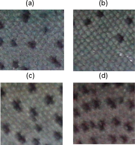 Figure 6. Images showing the regularity of the dark spots on the back skin of the BB and NBB individuals of rainbow trout during juvenile development. (a) and (b) images of two different BB juveniles; (c) and (d) images of two different NBB juveniles. In all individuals, the images were obtained at 447 dpf. The regularity was lower in the BB juveniles than in the NBB juveniles (CV of nearest neighbor for distances between spots of 41–47% and 29–32%, respectively).