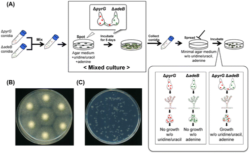 Fig. 1. Outline of a method to evaluate hyphal fusion efficiency in A. oryzae.Notes: (A) Mixed culture of two auxotrophic strains. Equal numbers of conidia from the two strains (ΔpyrG; uridine/uracil auxotrophic, ΔadeB: adenine auxotrophic) were mixed, and 5 × 104 conidia/5 μL were spotted onto the agar medium containing uridine/uracil and adenine. After incubation at 30 °C for 5 d, the newly formed conidia were collected, and they were spread onto the minimal agar medium without uridine/uracil and adenine. (B) The photo of an agar medium of mixed culture. Conidia suspensions mixed with the strains PlD-HR1-c (ΔpyrG) and AblD-HR1-c (ΔadeB) were spotted onto the CD agar medium containing uridine/uracil and adenine, and incubated at 30 °C for 5 d. (C) The photo of the agar medium without uridine/uracil and adenine, where 105 conidia from mixed culture with the strains PlD-HR1-c and AblD-HR1-c were spread and incubated at 30 °C for 3 d. Only heterokaryotic conidia with the auxotrophies complemented grew, and the colony size was restricted by addition of 0.25% Triton X-100.