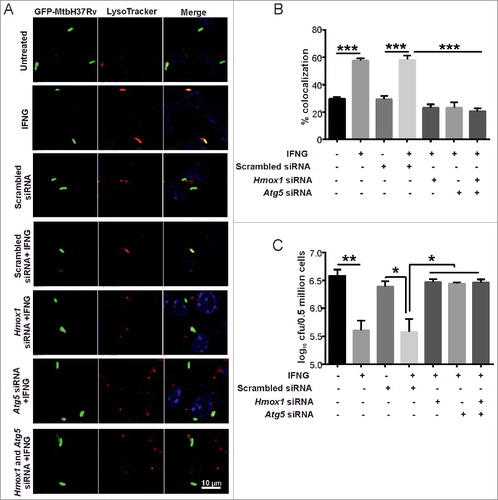 Figure 3. Trafficking and clearance of Mtb in Hmox1 and Atg5 double-knockdown RAW 264.7 macrophages (A) 0.3 × 106 RAW 264.7 macrophages were transfected with siRNA specific for Hmox1 (50 nM) and Hmox1 along with Atg5 (50 nM) using DharmaFECT. Scrambled siRNA was used as a control. After 30 h, the cells were infected with GFP-Mtb H37Rv (1:5 MOI) for 3 h followed by IFNG treatment for 3 h. The lysosomes were stained with 300 nM LysoTracker Red for 20 min, fixed using 4% PFA and analyzed using confocal microscopy. The figure shows representative images of the colocalization of Mtb (green channel) and LysoTracker Red (red channel). (B) The percentage of Mtb-containing autophagosomes colocalized with lysosomes stained with LysoTracker Red (per 100 Mtb cells). (C) The hMOX1 knockdown and HMOX1 along with Atg5 double-knockdown macrophages were infected with Mtb (1:10 MOI) for 3 h, followed by gentamycin (100 μg/ml) treatment for 45 min. The cells were treated with IFNG for 3 h and the CFU plating was done 24 h postinfection. Briefly, the cells were lysed in 0.06% SDS after 24 h, dilutions were prepared and plated on 7H11 plates. Data in panels B and C represent the mean±SEM from 3 independent experiments. Statistical significance was determined using the Student t test where * indicates a P value <0.05, ** indicates a P value < 0.01, and *** indicates a P value < 0.001.