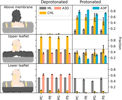 Figure 5. Ratio of different lipids above the membrane (upper panel) and within the two membrane leaflets (middle and lower panel) averaged over three replicas. ML (grey) denotes the membrane lipid content, CHL (yellow), A3D (pink) the deprotonated and A3P (cyan) the protonated form of the IL.