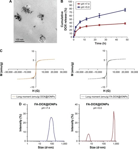 Figure 2 The characterization of synthesized nanoparticles. (A) TEM image of nanoparticles; (B) pH-dependent DOX release profiles from FA-DOX@IONPs; (C) room temperature magnetization curves of synthesized nanoparticles with and without FA coating; and (D) the size change of nanoparticles in response to pH decreasing from 7.4 to 5.0 using DLS measurement.Abbreviations: DOX, doxorubicin; TEM, transmission electron microscopy; FA, folic acid; IONP, iron oxide nanoparticle; DLS, dynamic light scattering.