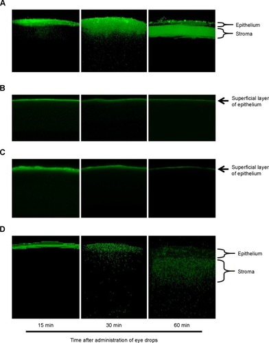 Figure 6 Representative in vivo two-photon microscopy images of corneal cross-sections at 15 min, 30 min, and 60 min after administration of different types of eye drops in C57BL/6 mice.Notes: The administered eye drops were (A) FDA-loaded PCI micelles, (B) FDA nanoparticles, (C) FDA microparticles, and (D) FDA-loaded PEG-PCL micelles (magnification, 100×).Abbreviations: min, minutes; FDA, fluorescein diacetate; PCI, poly(ethylene glycol)-poly(ε-caprolactone)-g-polyethyleneimine; PEG, poly(ethylene glycol); PCL, poly(ε-caprolactone).