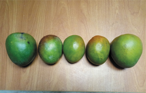 Figure 25. Mangoes of different ripeness tested.