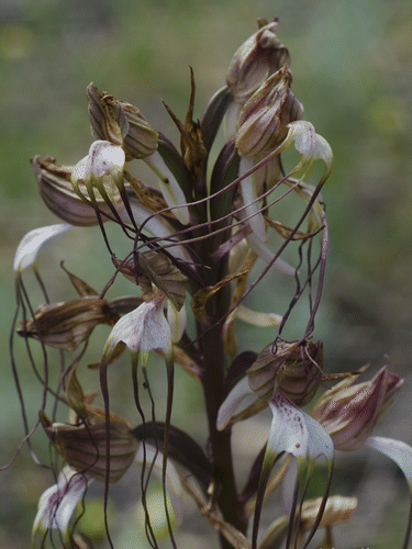 Figure 2. Field trip, Himantoglossum comerianum, Samos, Giorgos Fakas.
