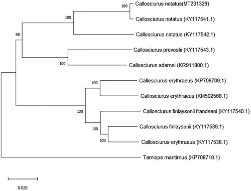 Figure 1. The phylogenetic tree of C. notatus (MT231329) mitogenome and other Callosciurus species available in GenBank.