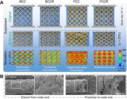 Figure 4. Deformation process. (A) Comparison of compression results between quasi-static experiment and FEA simulation (ϵ = 25%); (B) Microscopic deformation distal from and proximal to the node ends via SEM.