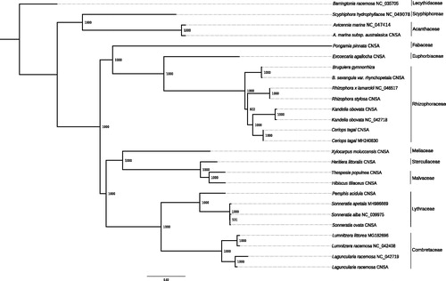 Figure 1. ML phylogeny of mangroves and ecologically associated species based on 25 cp genomes retrieved from the present study, GenBank and CNSA. The tree is rooted with Barringtonia racemosa. Bootstraps values (1000 replicates) are shown at the nodes. Scale in substitution per site.